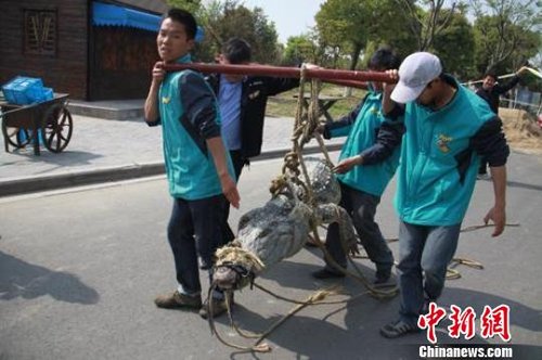 特警紧急行动，击毙破笼脱逃的310斤鳄鱼_反馈内容和总结