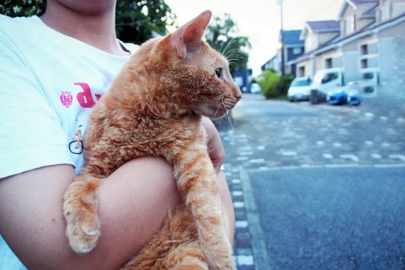 流浪猫主题公园，城市中的温馨避风港