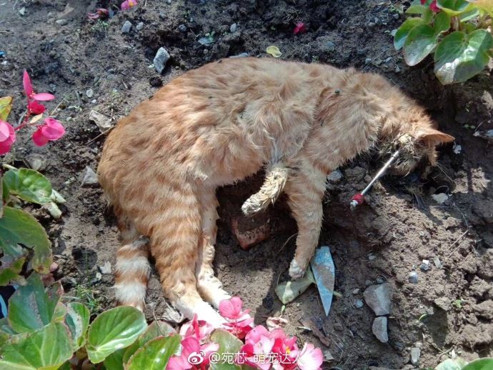 植物园内流浪猫死亡案例