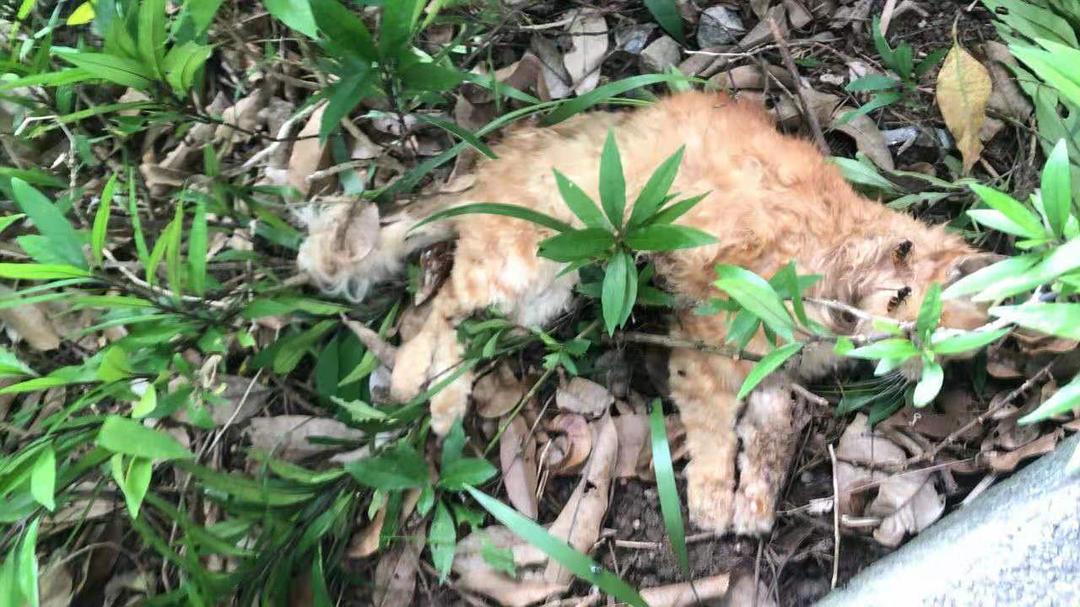 植物园内流浪猫死亡原因探究