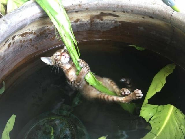 猫被淹死视频的警醒与反思