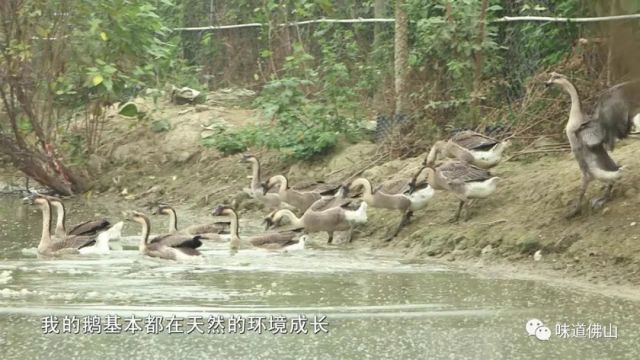 佛山近百只猫在水塘中被溺死