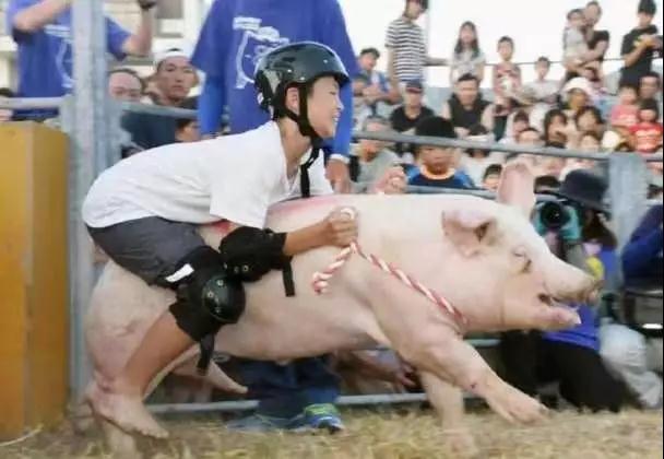 男子骑猪狂飙几十米，年猪失控引发惊险一幕