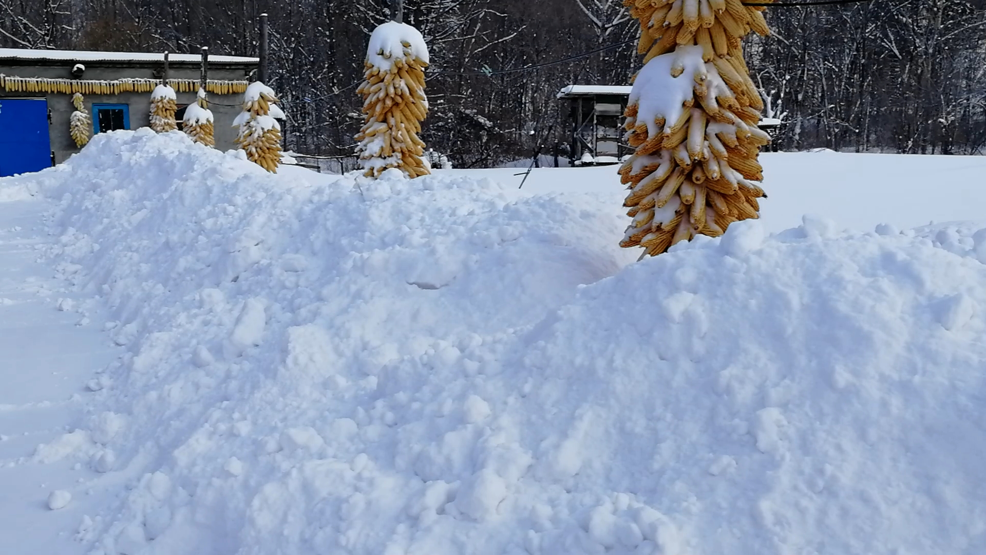 揭秘2021年日本大雪的厚度与影响