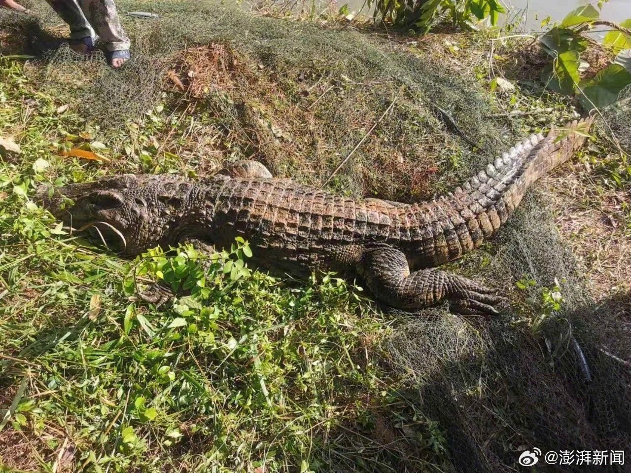 洞庭湖可钓区发现鳄鱼？谣言