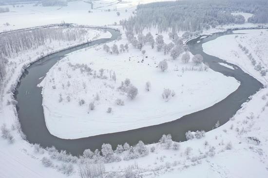 新疆雪后现大地之树，壮丽景象展现自然魅力