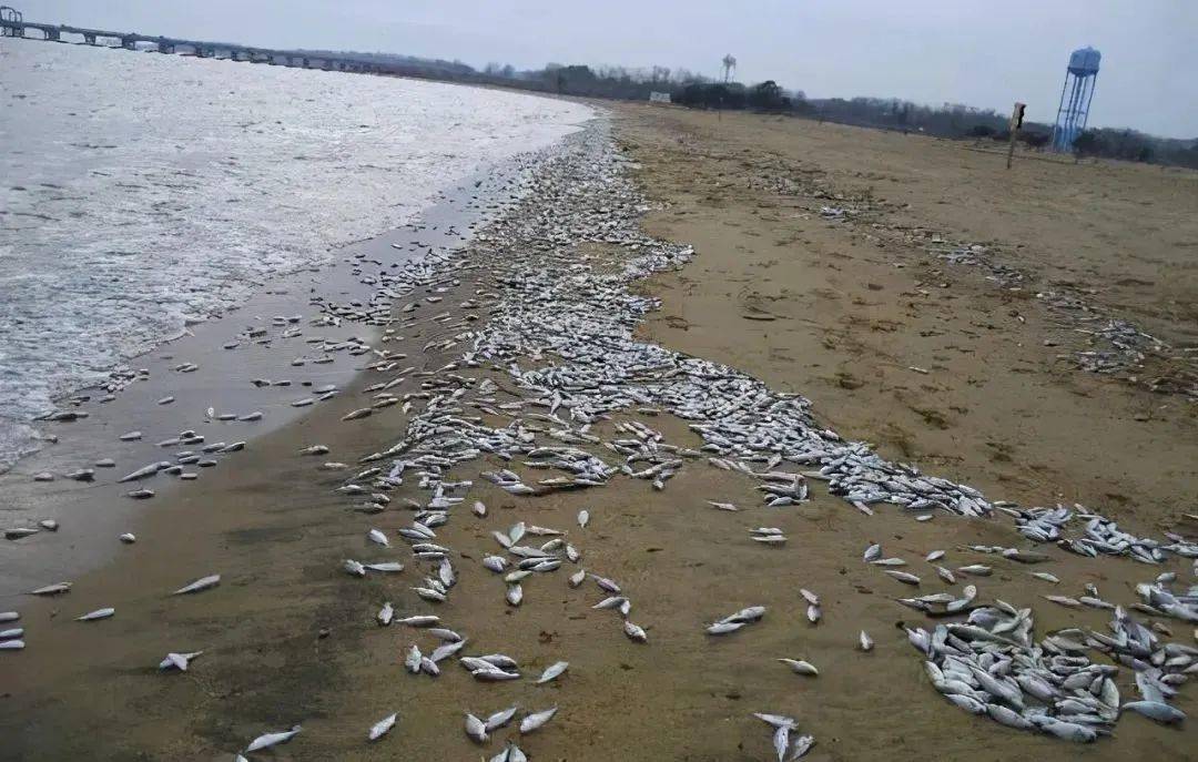 北海道沙滩大量死鱼