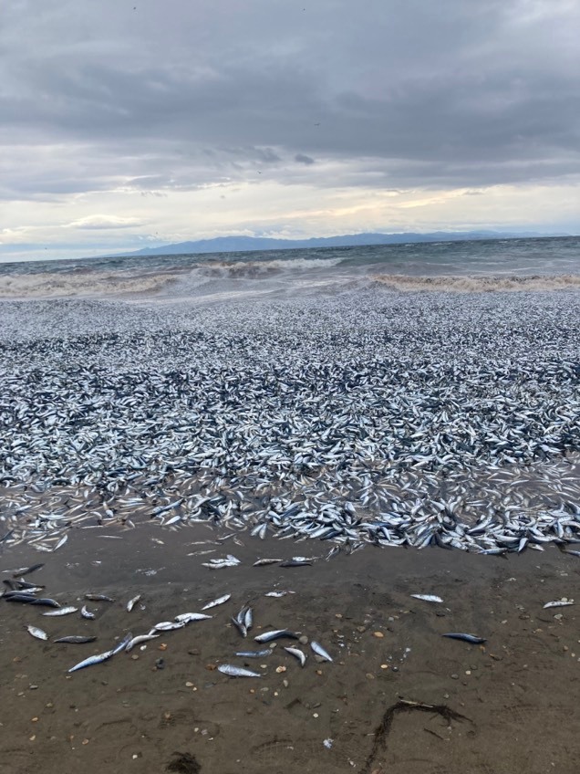 北海道沙滩大量死鱼事件