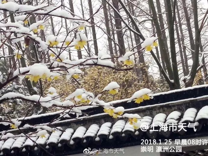 上海或迎初雪