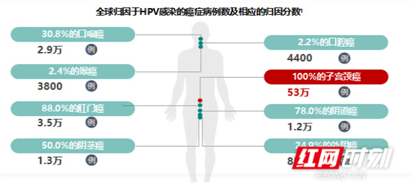 多地男性HPV疫苗开打，无需预约——普及男性健康的新里程碑