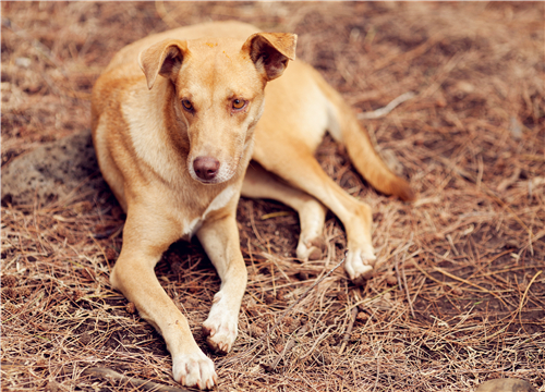 警犬工作状态引争议，上班死气沉沉，到处尿尿，该如何看待？