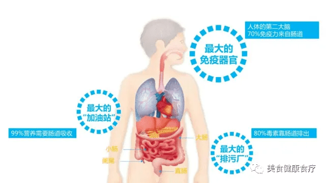 人体最大免疫器官竟是它