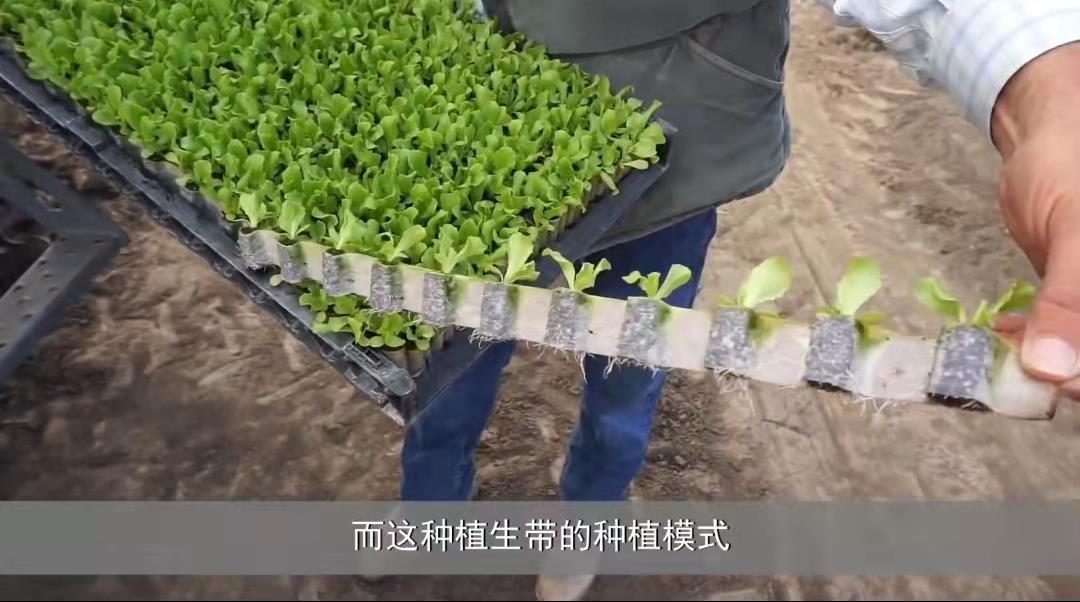 美国网友已经准备屋前屋后种菜