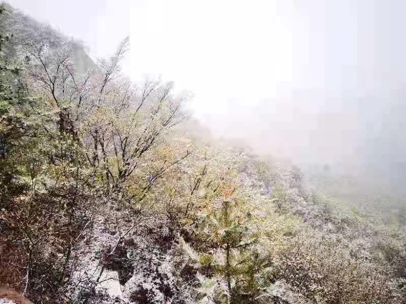 大年初四北京下雪的美景与文化内涵