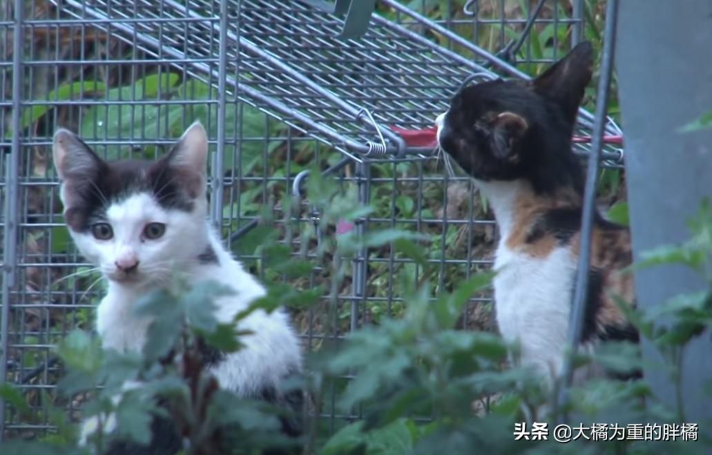 主人离家9天猫咪水淹厕所欠费539