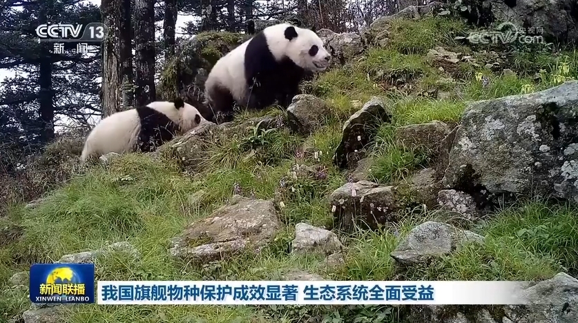 喜讯连连！大熊猫野外种群增长揭秘！揭秘罕见现象，探寻生态奇迹！