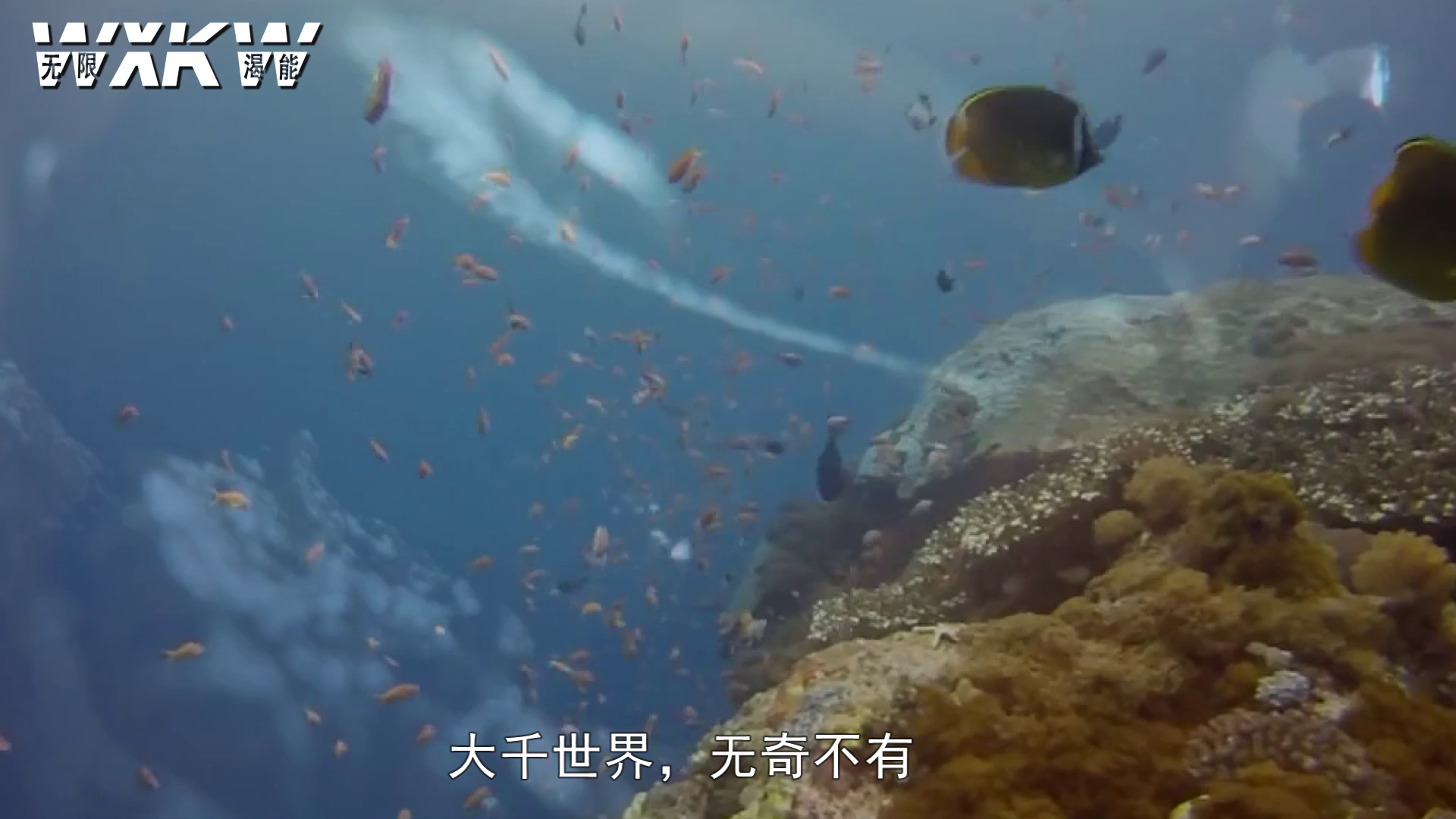 海里生物离开水后竟然还能存活